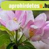 EREDETI-BACH VIR�GESZENCIA CRAB APPLE-VADALMA 20 ML- A MEGTI