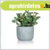 HOME DECOR M�n�v�ny beton kasp�ban ? EUCALYPTUS, 19 x 18 cm 