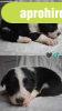 Border collie kiskutya Border collie kiskutya