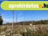 Zártkerti telek gyümölcsössel Balatonendréden eladó Zártkerti telek gyümölcsössel Balatonendréden eladó