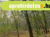 erdő | határ szélen - Ásotthalom erdő | határ szélen - Ásotthalom