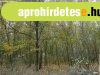 erdő | határ szélen - Ásotthalom erdő | határ szélen - Ásotthalom