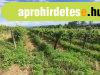 PANORÁMÁS szőlő-ELADÓ Szentantalfán - Szentantalfa PANORÁMÁS szőlő-ELADÓ Szentantalfán - Szentantalfa