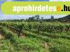 PANORÁMÁS szőlő-ELADÓ Szentantalfán - Szentantalfa PANORÁMÁS szőlő-ELADÓ Szentantalfán - Szentantalfa