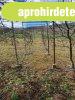 Eladó telek SOM külterületén BALATONTÓL 15 km-re délre! - So Eladó telek SOM külterületén BALATONTÓL 15 km-re délre! - So