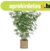 M�n�v�ny bambusz 150 cm ? BAMBOU - Butop�a