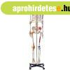 3D  Anat�miai orvosi modell, csontv�z 182 cm