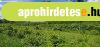 2,5 hektáros erdő Miskolc határában eladó kiváló befektetési 2,5 hektáros erdő Miskolc határában eladó kiváló befektetési