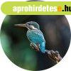 The Kingfisher - Jgmadr tapta