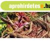 HOBBY Akvrium httr ktoldalas Jungle / Strangler Fig 30cm