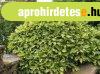 Japn babrsom - Aucuba jap. "Crotonifolia Gold" (