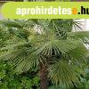 Knai kenderplma - Chamaerops excelsa "Trachycarpus fo